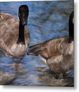 Curious Geese Metal Print