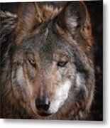 Curious Sancho Metal Print