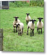 Curious Sheep Metal Print