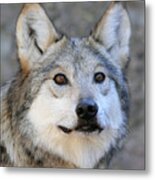 Curious Wolf Metal Print