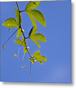 Curly Leaves Metal Print