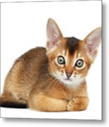 Cute Abyssinian Kitty Funny Lying On Isolated White Background Metal Print