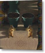 Cute Baby Squirrels On The Porch Metal Print
