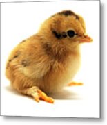 Cute Chick Metal Print