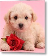 Cute Valentine Puppy Metal Print