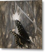 Cycle Of Life For Black Swallowtail Metal Print