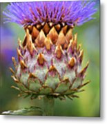 Cynara Cardunculus. Metal Print