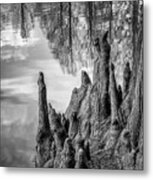 Cypress Knees In Bw Metal Print