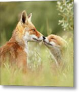 Daddy's Girl - Red Fox Father And Its Young Fox Kit Metal Print