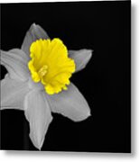 Daffo The Dilly Isolation Metal Print