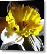 Daffodil 2 Metal Print