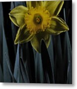 Daffodil By Moonlight Metal Print