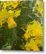 Daffodil Impressions Metal Print