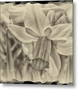 Daffodil In Sepia Framed Metal Print