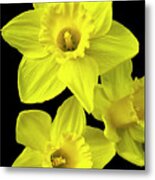 Daffodils Metal Print