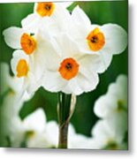 Daffodils Metal Print