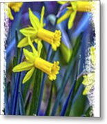 Daffodils Trumpeting Spring Metal Print
