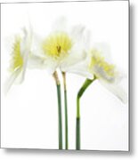 Dafs Metal Print