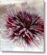 Dahlia Black Jack Metal Print