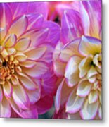 Dahlia Cousins Metal Print