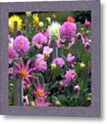 Dahlia Drama Metal Print