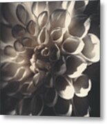 Dahlia Flower Close Up. Beauty In Darkness Metal Print