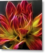 Dahlia Metal Print