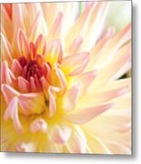 Dahlia Metal Print