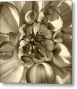 Dahlia Named Who Dun It Metal Print