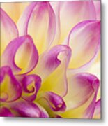 Dahlia Petals 5 Metal Print