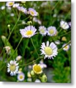 Dainty Flowers Metal Print