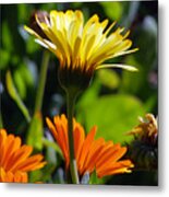 Daisies Metal Print