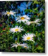 Daisies And Friends Metal Print