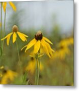 Daisies In The Mist Metal Print