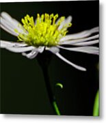 Daisy Center Stage Metal Print