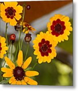 Daisy Delights Metal Print