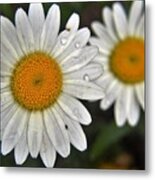 Daisy Dew Metal Print