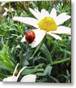 Daisy Flower And Ladybug Metal Print