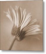 Daisy Flower - Innocence Metal Print