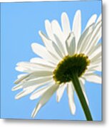 Daisy From Behind Metal Print