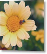 Daisy Ladybug Metal Print