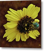 Daisy With Bee Metal Print