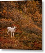 Dall Sheep Denali National Park Metal Print