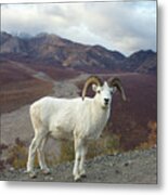 Dalls Sheep In Denali Metal Print