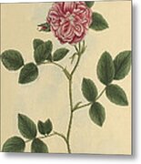 Damask Rose, Medicinal Plant, 1737 Metal Print