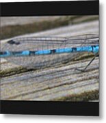 Damselfly Metal Print