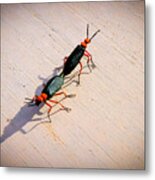 Dance Of The Desert Blister Beetles Metal Print