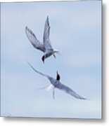 Dancing Arctic Terns Metal Print