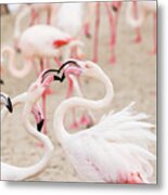 Dancing Beak To Beak Metal Print