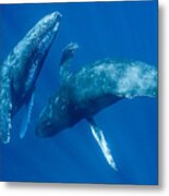 Dancing Humpback Whales Metal Print